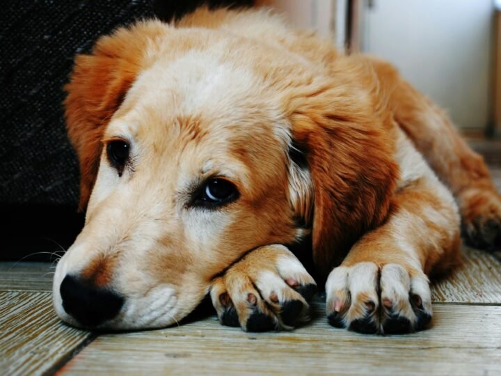 Descubra quanto tempo vive um cachorro​
