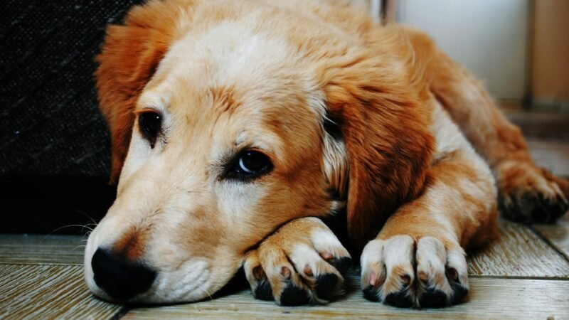 Descubra quanto tempo vive um cachorro​