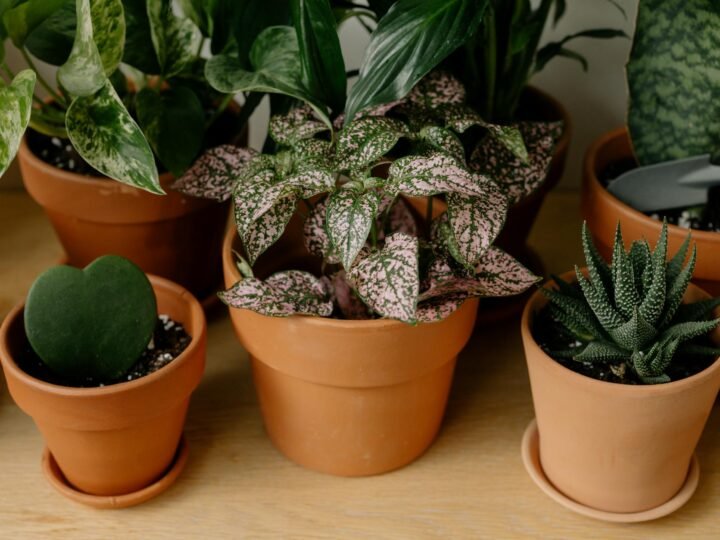 Plantas em Apartamento: Guia Definitivo para Iniciantes Sem Jardim | Tenha Seu Oásis Verde!