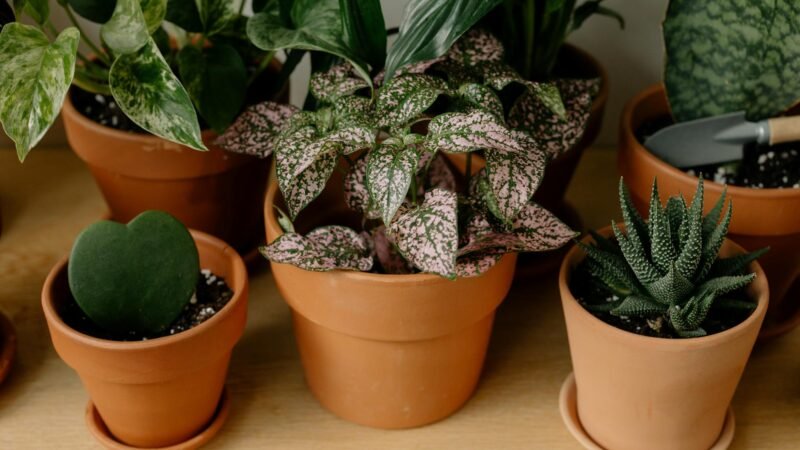 Plantas em Apartamento: Guia Definitivo para Iniciantes Sem Jardim | Tenha Seu Oásis Verde!