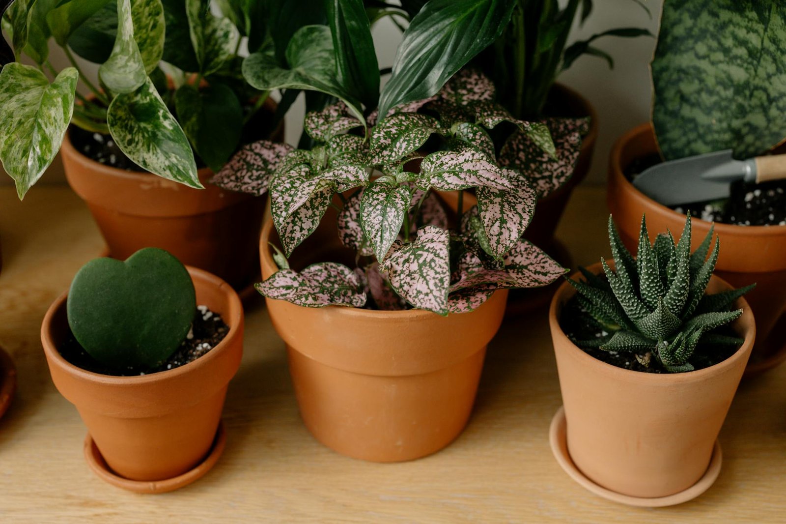 Plantas em Apartamento: Guia Definitivo para Iniciantes Sem Jardim | Tenha Seu Oásis Verde!