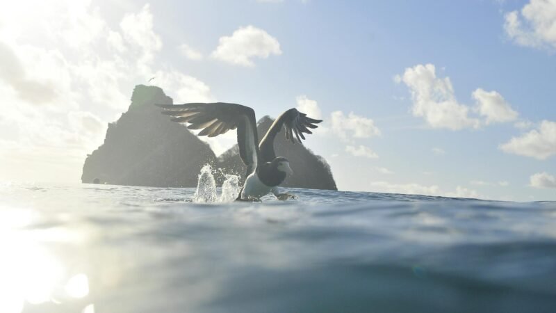 Fernando de Noronha: O Guia Completo e Essencial para uma Viagem Inesquecível