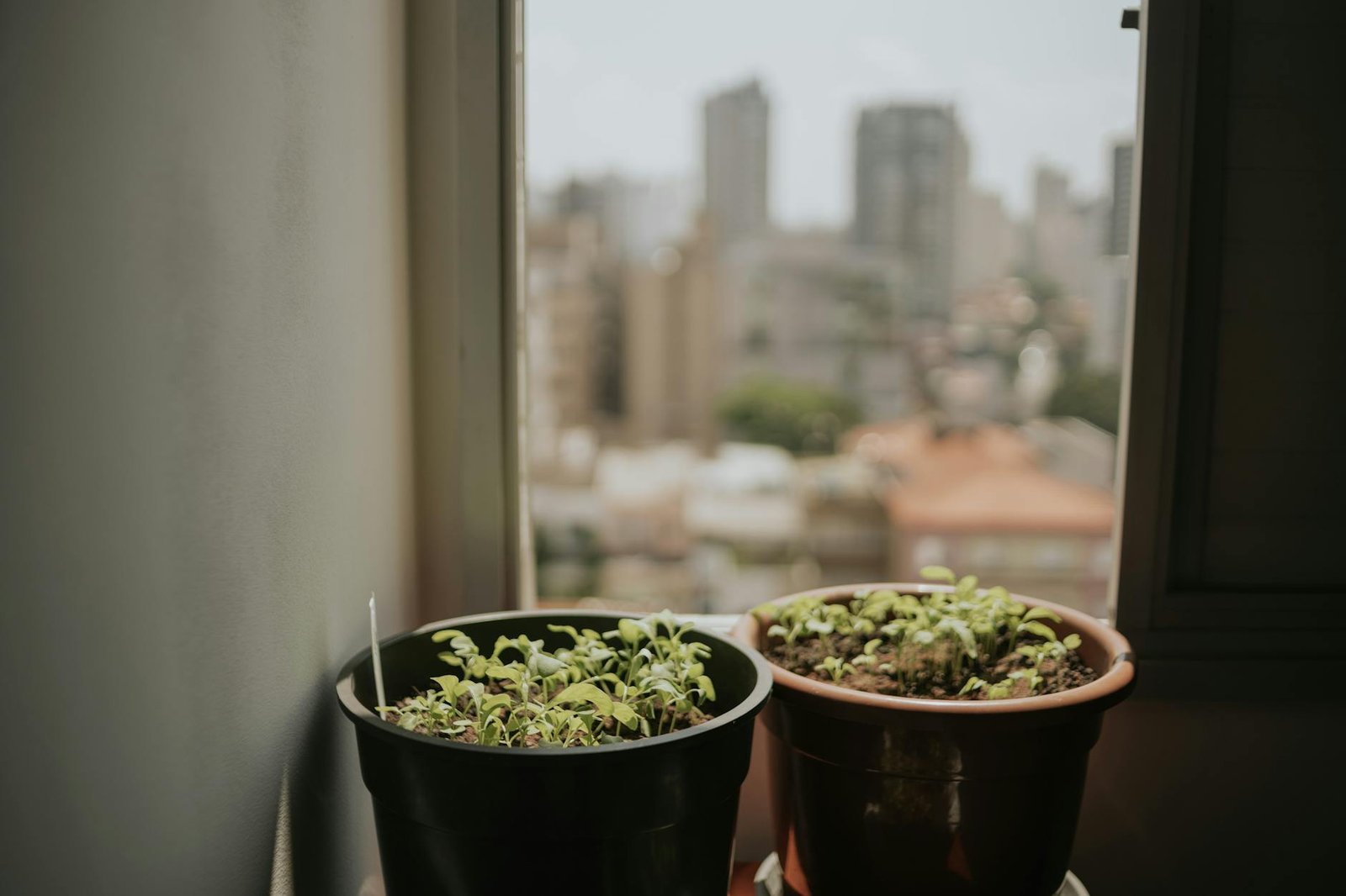 Horta em Casa: Guia Definitivo para Plantar em Pequenos Espaços e Varandas com Sucesso
