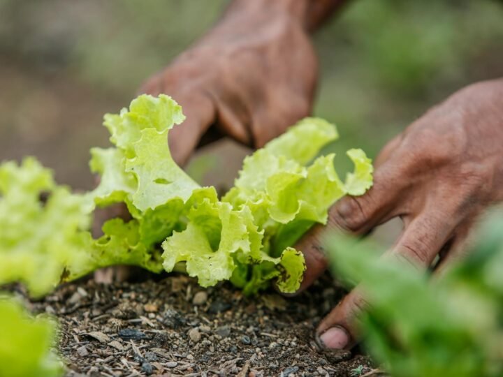 Marmitas Saudáveis para a Semana Toda: Receitas Práticas e Deliciosas para Otimizar Sua Rotina