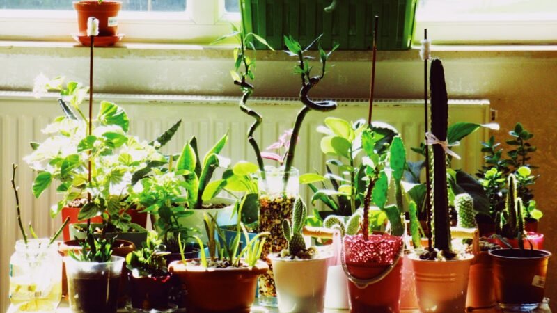 Plantas para dentro de casa: veja 9 espécies indicadas!