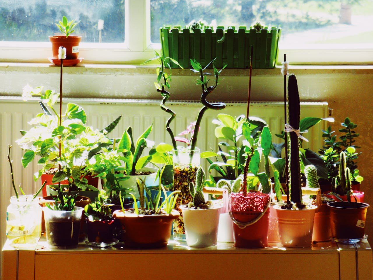 Plantas para dentro de casa: veja 9 espécies indicadas!